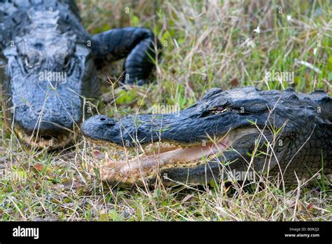 American Alligators In Everglades National Park Florida Stock Photo Alamy