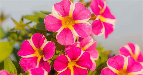 Flowering annuals like petunias offer prolific blooms and strong growth over the season. 16 Showy, Colorful Annual Flowers Screaming "LOOK At The ...