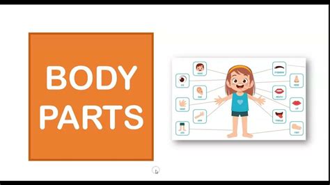 Body Parts For Kids Learn Body Parts Name English Vocabulary For