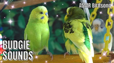 Budgie Sounds Birdsounds Budgies Parakeet Cute Pets Chirping