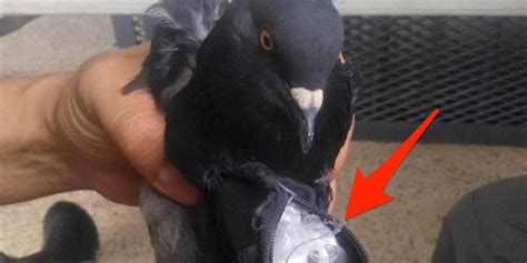 A Narco Pigeon Was Caught Smuggling Drugs Into A Costa Rican Prison