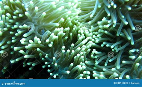 Morph The Skunk Clownfish Sheltering In A Giant Carpet Anemone Bali