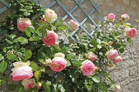 11 Of The Best Rose Trellises For Your Garden Minneopa Orchards
