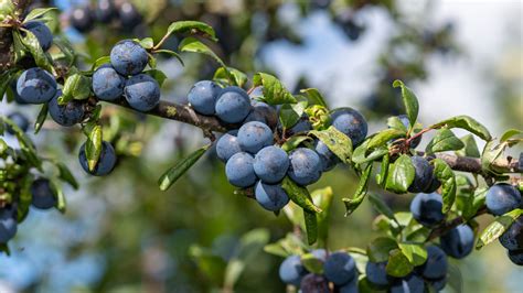 How To Grow And Care For A Sloe Berry Plant