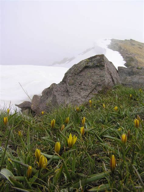 Spring Mountain Flowers On A Background Of Snowy Mountains Stock Image