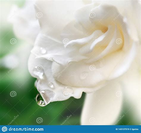 White Gardenia Blossom Stock Image Image Of Clean 143137519