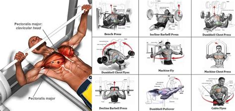 A Sample Chest Workout Routine Bodydulding