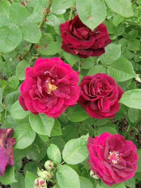 Rosa Portlandica ‘rose Du Roi á Fleurs Pourpres Mogador Crimson