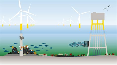 Nature Inclusive Designs For Offshore Wind Farms Witteveenbos