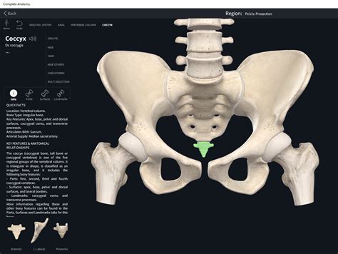 Bones Vertebral Column Coccyx Anatomy And Physiology