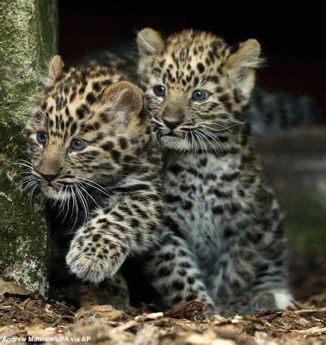 Amur Leopard Cubs Venture Outside For First Time Since Being Born At