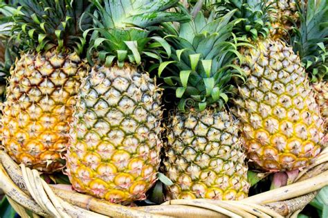 Tropical Pineapples Stock Image Image Of Nutrient Life 26686919