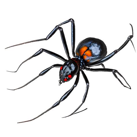 Black Widow Spider Illustration 22983419 Png