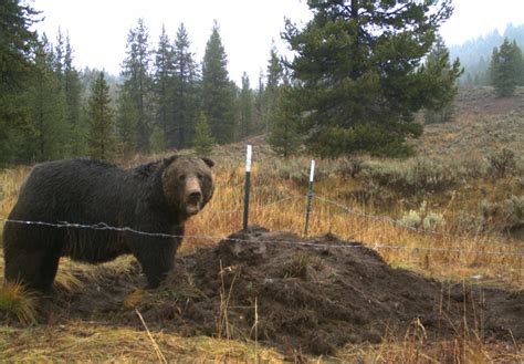 Grizzly Bear Caching An Elk Carcass In Grand Teton National Park Us