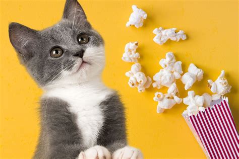 Can Cats Eat Popcorn The Benefits And Hidden Dangers