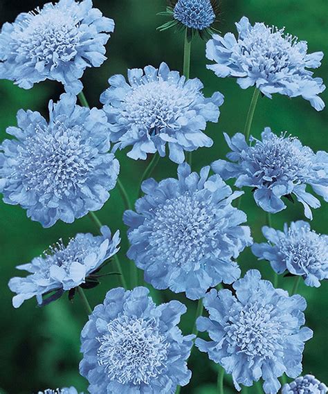 Live Butterfly Blue Scabiosa Bare Root Set Of Three Blue Plants