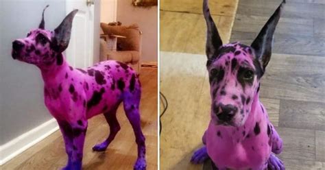 Dog Owner Dyes Her Great Dane Pink To Make Her Look Less