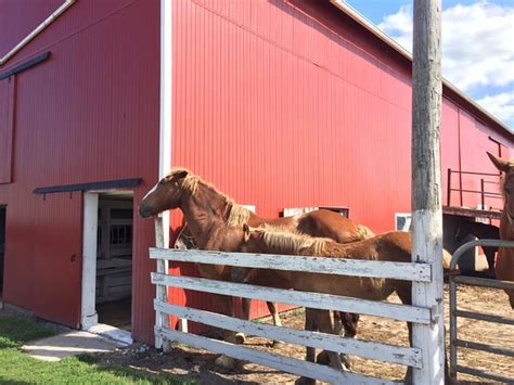 Dutch creek farm animal park, shipshewana: Buggy Lane Tours (Shipshewana) - 2020 All You Need to Know ...