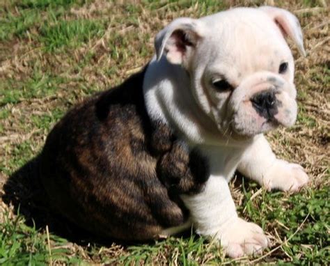 Miniature English Bulldog Puppies For Sale New York Ny 267744