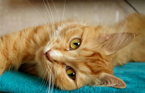 Orange Tabby Cat Laying On Brown Sofa · Free Stock Photo