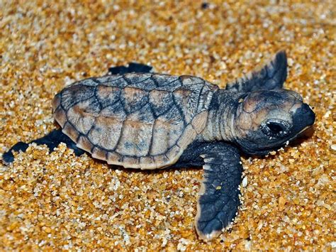 Baby Sea Turtle Turtle Turtle Love Baby Sea Turtle