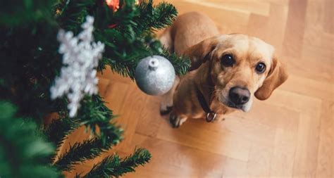 How To Dog Proof Your Christmas Tree