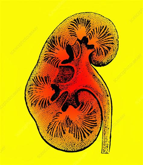 Kidney Stock Image P5500174 Science Photo Library