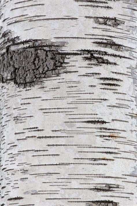 Amazing Birch Bark Texture Free Nature Stock Photo