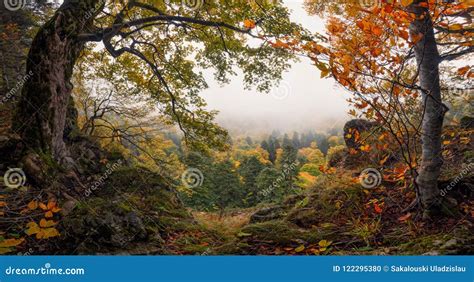 Panoramic Autumn Forest Landscape With View Of Mountain Misty Valley