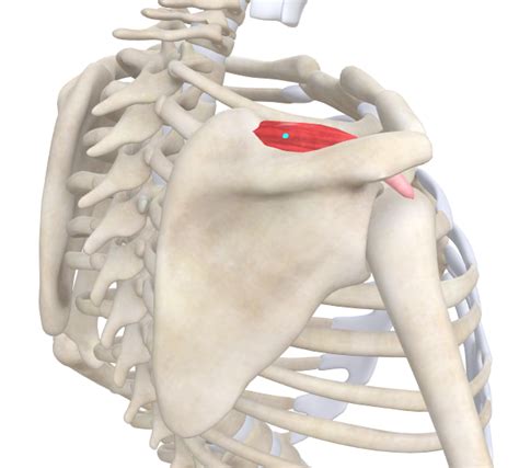 Trigger Point Of The Week Supraspinatus