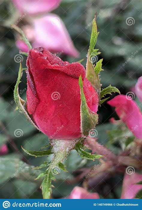 Red Rose Bud With Dew Drops Stock Photo Image Of Knock Covered