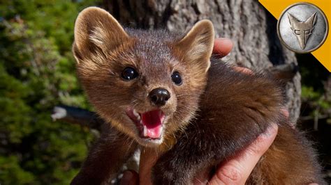 The Pine Marten Is Natures Most Adorable Assassin Youtube