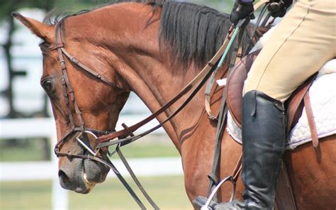 Understanding Horse Riding Reins And How To Use Them Properly Ohl Mag