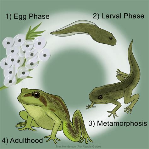 Life Cycle Of A Frog Stages Of Frog Development Explained 2023