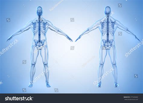 3d Render Human Body Skeleton Stock Illustration 377428402 Shutterstock