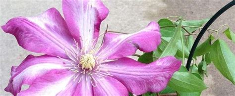 Clematis plants clematis vine plant leaves. Clematis, Early Large-flowered Clematis Clematis 'Betty ...