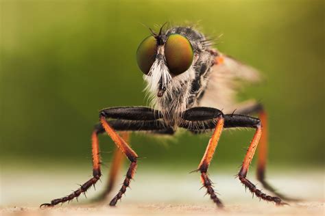 Incredible High Quality Macro Photography Of Insects 20