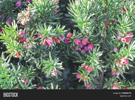 Yew Tree Red Fruits Image And Photo Free Trial Bigstock