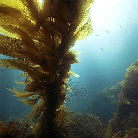 What Organisms Eat Seaweed Sciencing