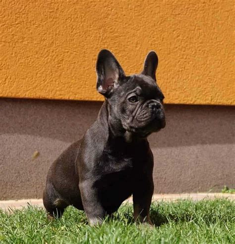 French bulldogs have erect bat ears and a charming, playful disposition. Buy Male French Bulldog Online He is 100% purebred and Henry