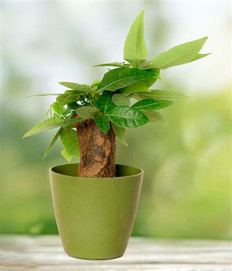 Nurturing Green Green Natural Plants And Fibres Twisted Money Tree