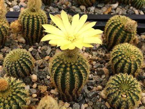 Christmas cacti come by their name honestly. Frailea mammifera | World of Succulents