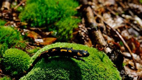 The Different Types Of Salamanders That You Can Keep As Pets PatchPets