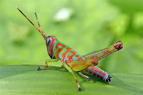 Insecta Insects Arthropoda Animalia