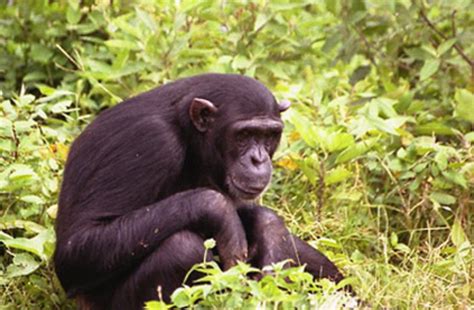 Chimps Use Tools To Improve Their Sex Lives Discover Magazine