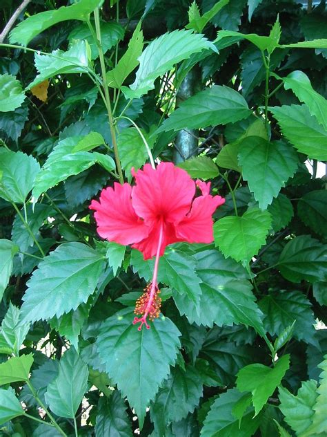 Hibiscus Plants Thrive On Attention Pruning Hibiscus Is A Great Way To