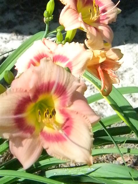 We did not find results for: Beautiful Peach colored flowers l Grown in Liberty County ...