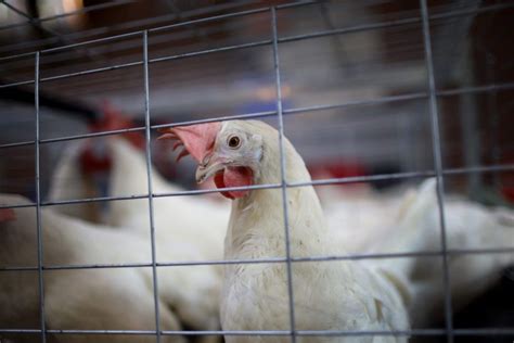 Province Confirms Avian Influenza In Wild Birds And Commercial Poultry Flock The Graphic Leader