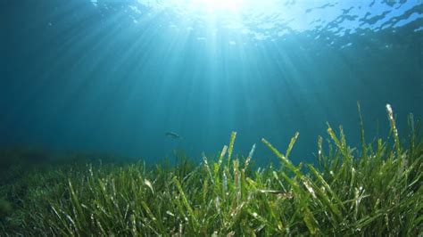Can Seagrass Aquaculture Help To Halt Climate Change The Fish Site