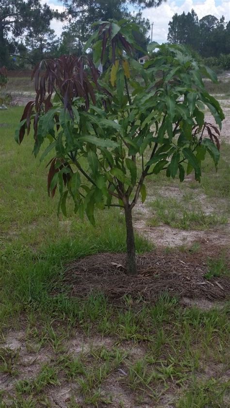 Seedling Mango Tree Success In Jacksonville Fl